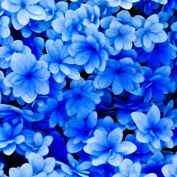 Meet your Posher, Karina - Picture 1 of 1